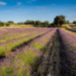 france1