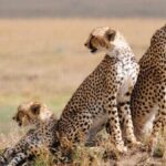 12 Day Kenya Classic Safari