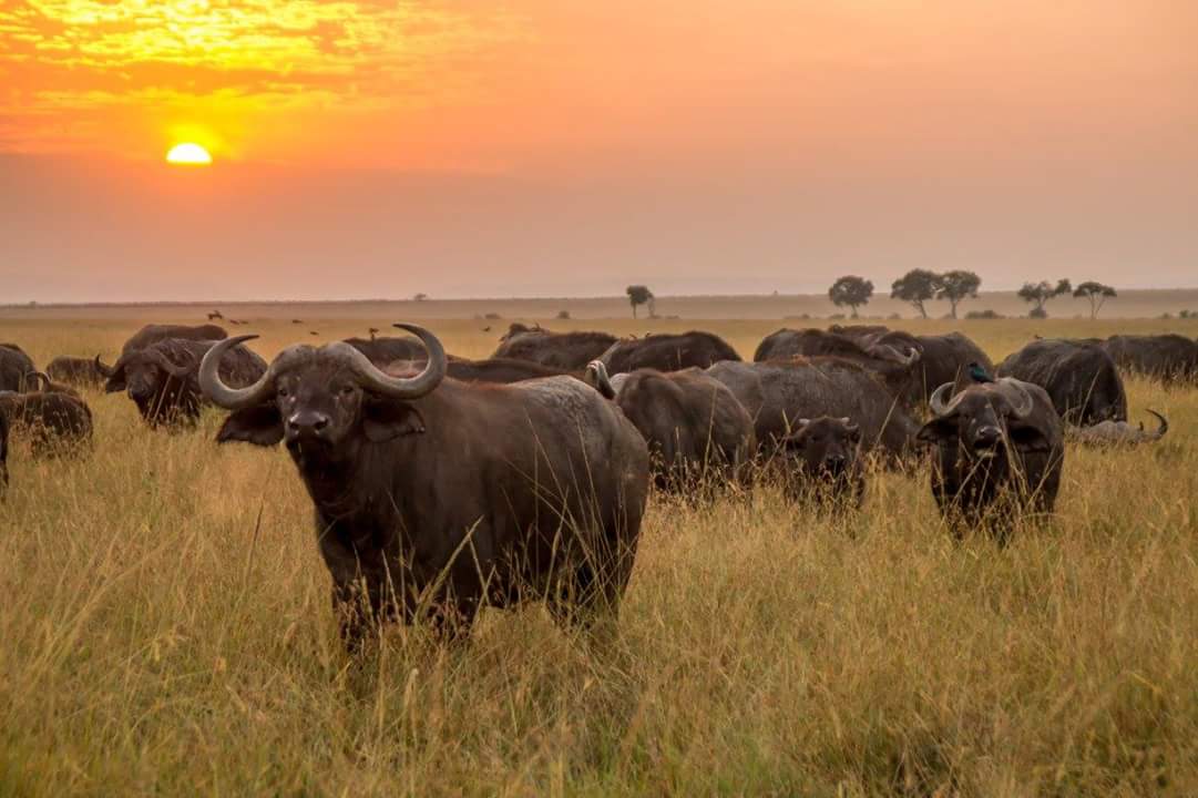 Meru Park