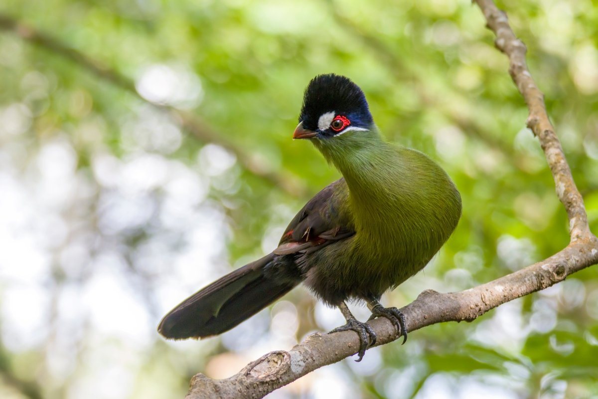 Birdwatching Safari