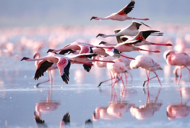 Flamingos