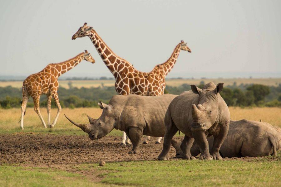 Lewa Safari