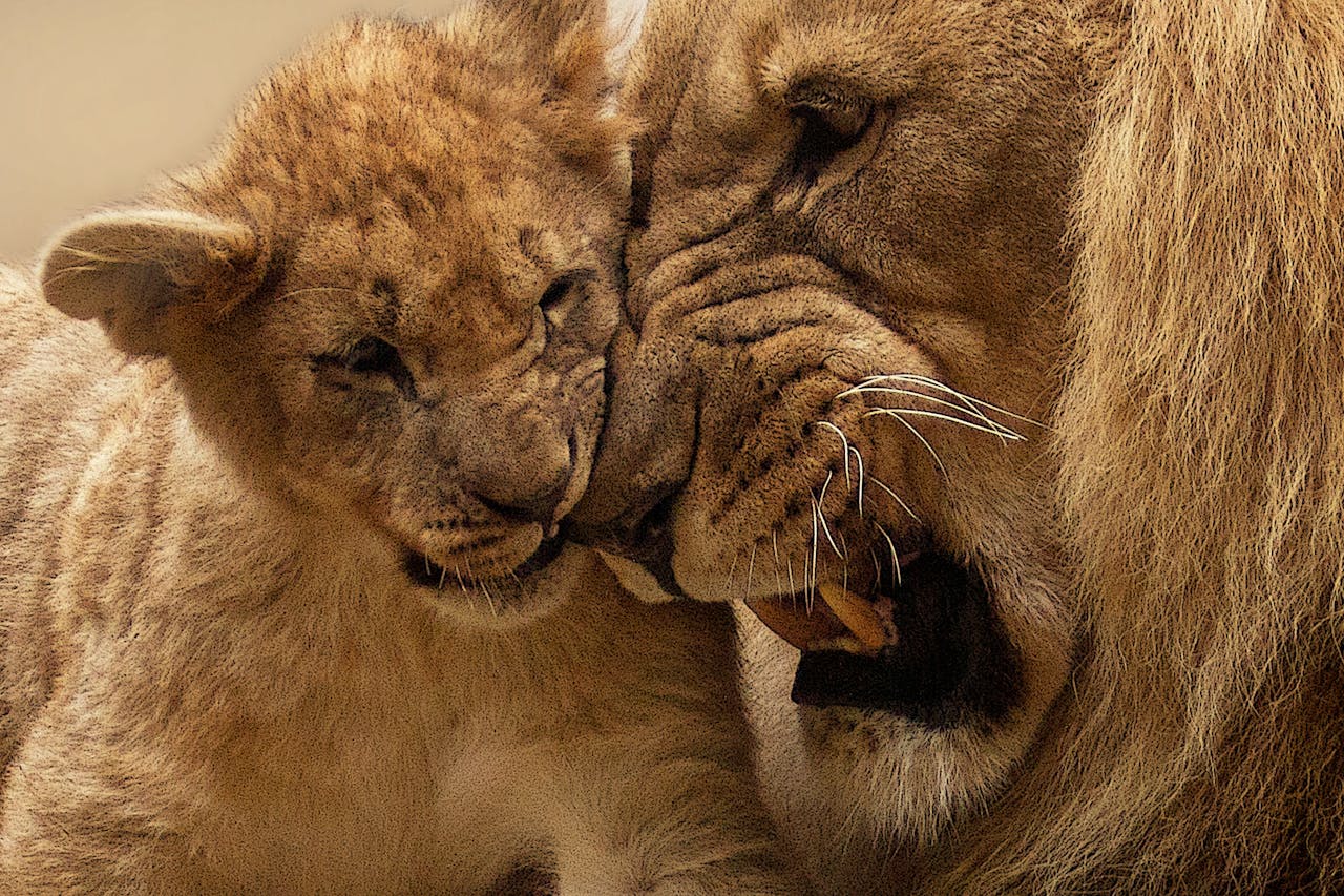 Lions
