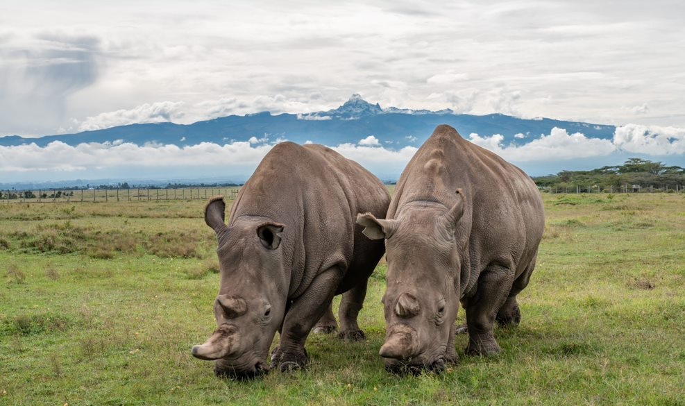 Ol Pejeta Rhino