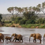 Samburu Elephants