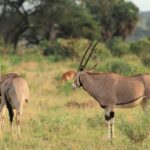 Samburu Oryx