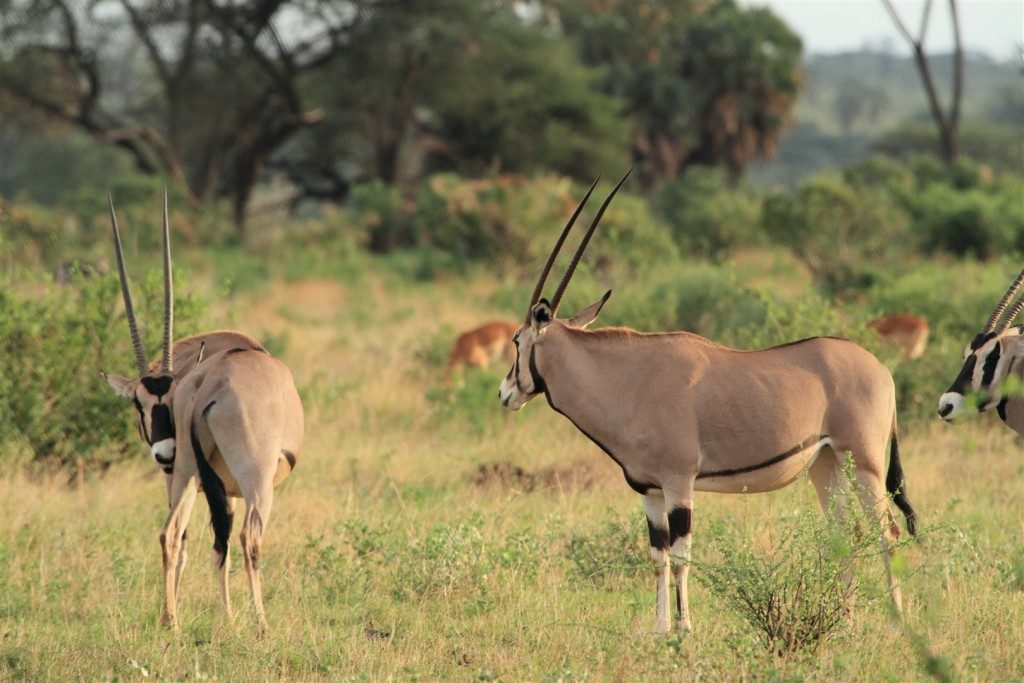 Samburu Safari