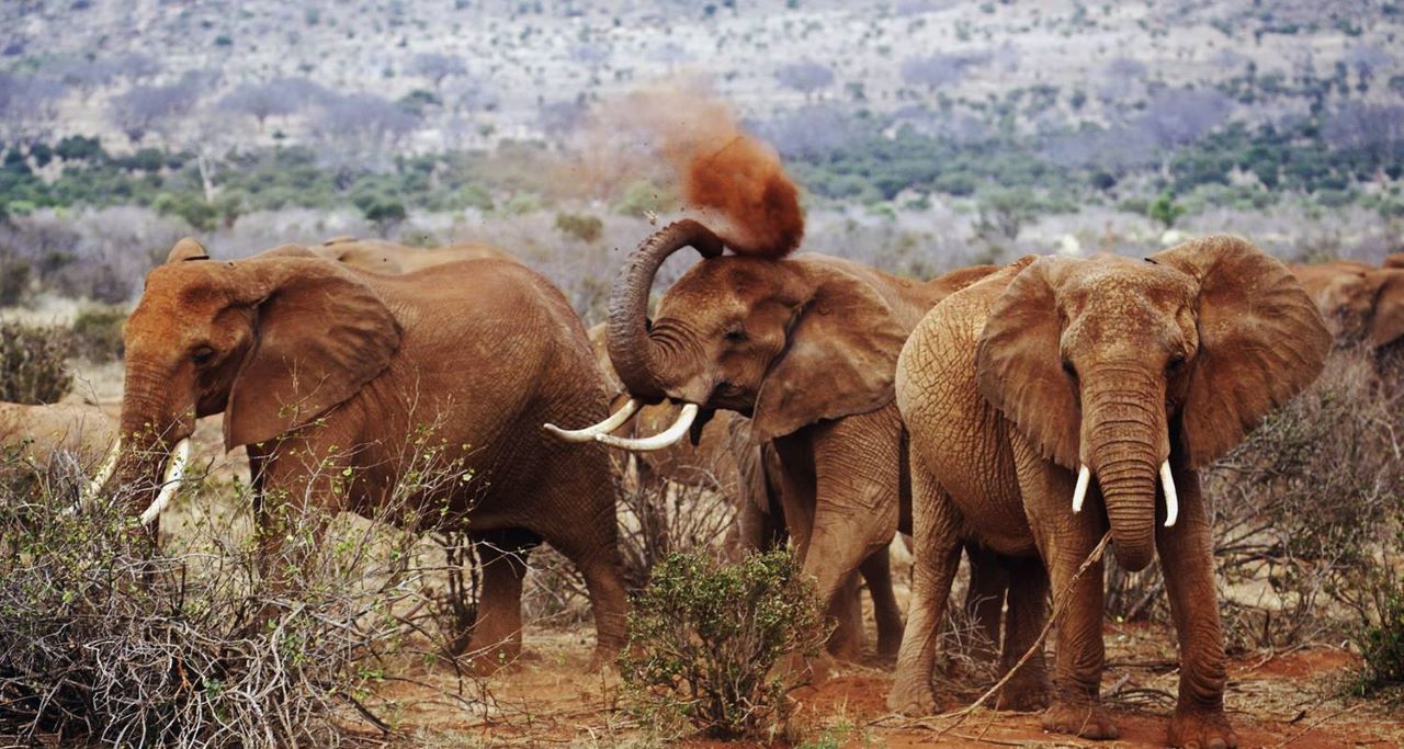 Tsavo Red Elephants