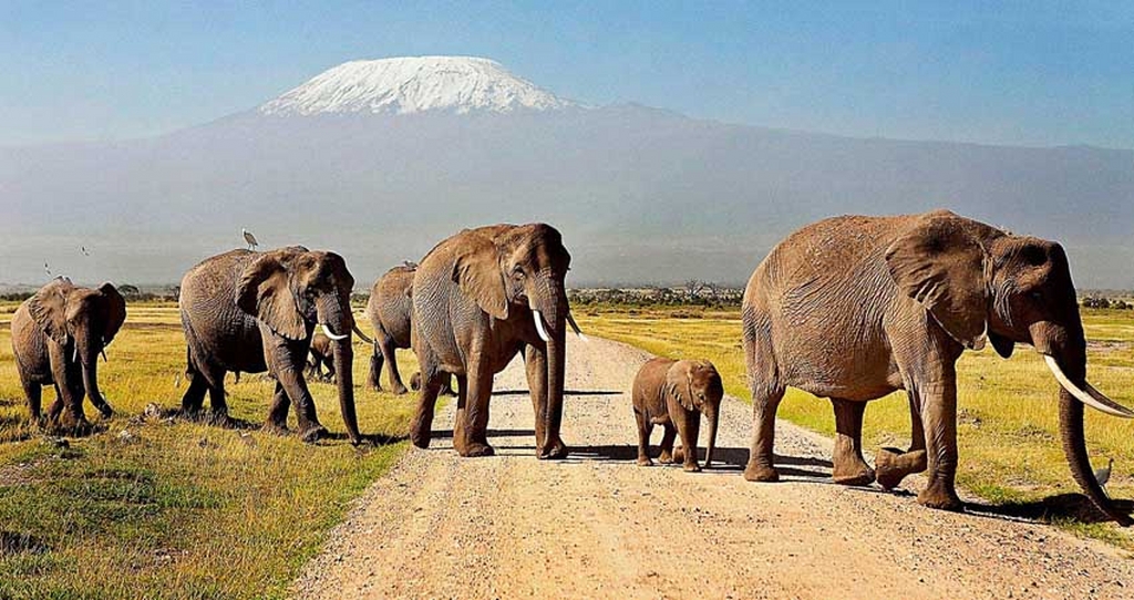 Amboseli Elephants