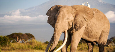 Amboseli Elephant