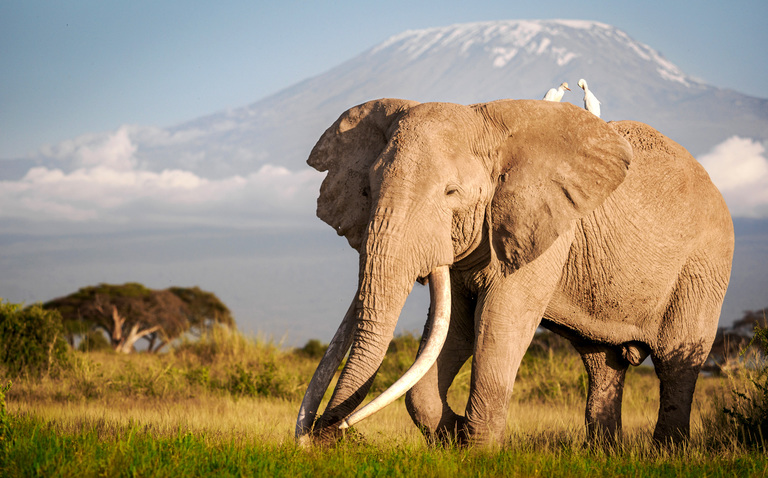 Amboseli Photo