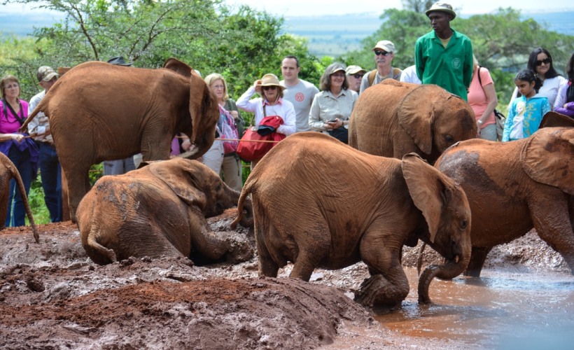Nairobi National Park Safari