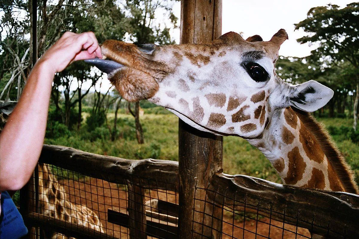 Giraffe Safari