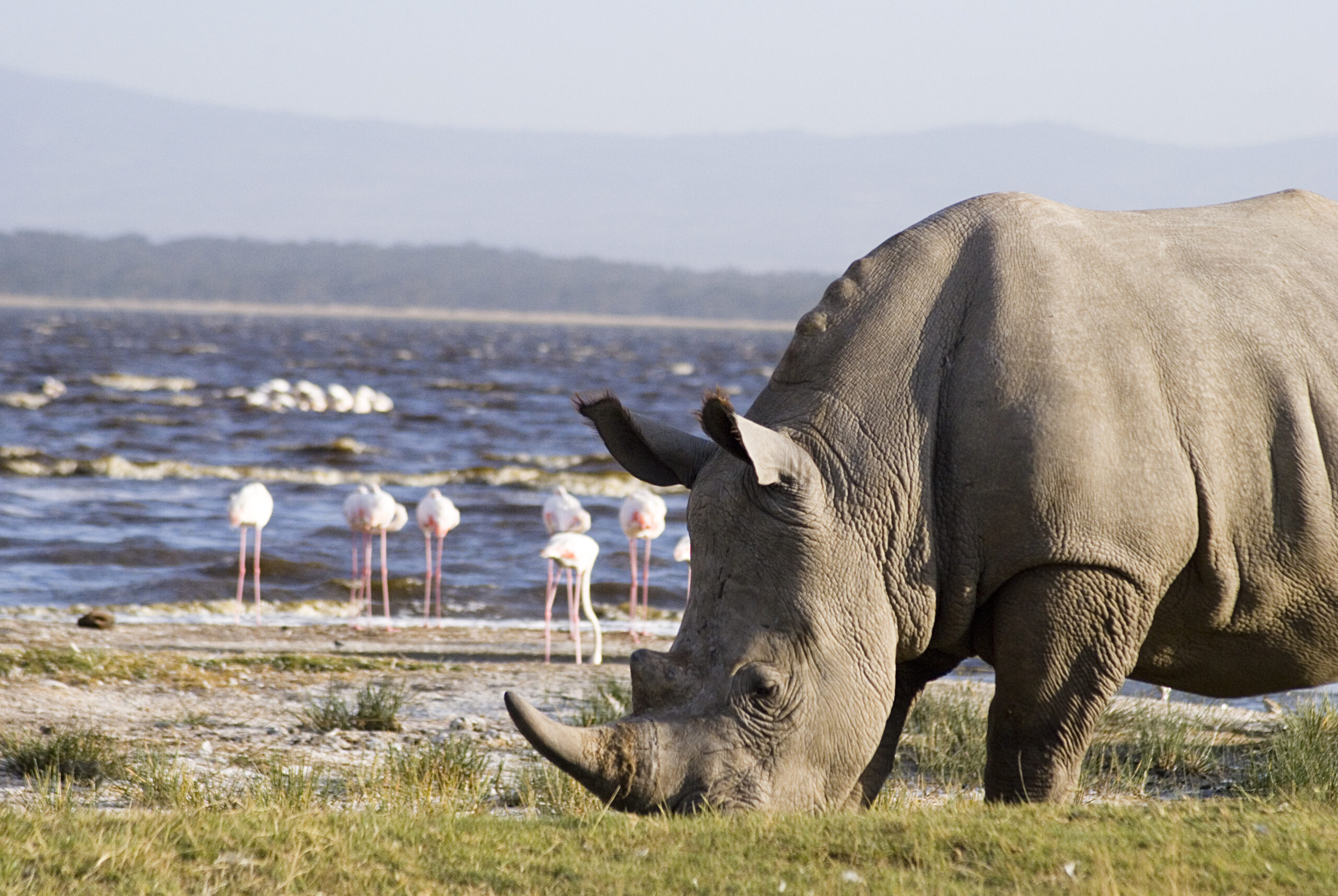Nakuru & Mara