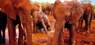Red Elephants at Tsavo East National Park Kenya scaled 1