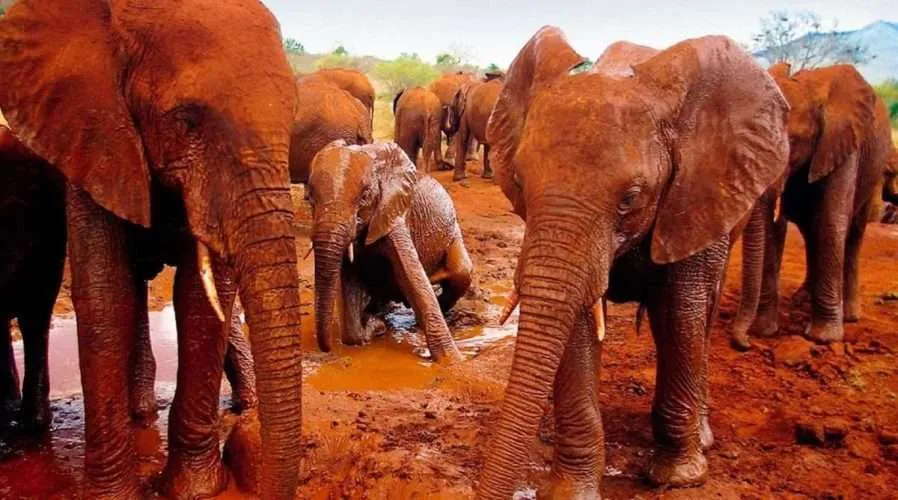 Tsavo Elephant