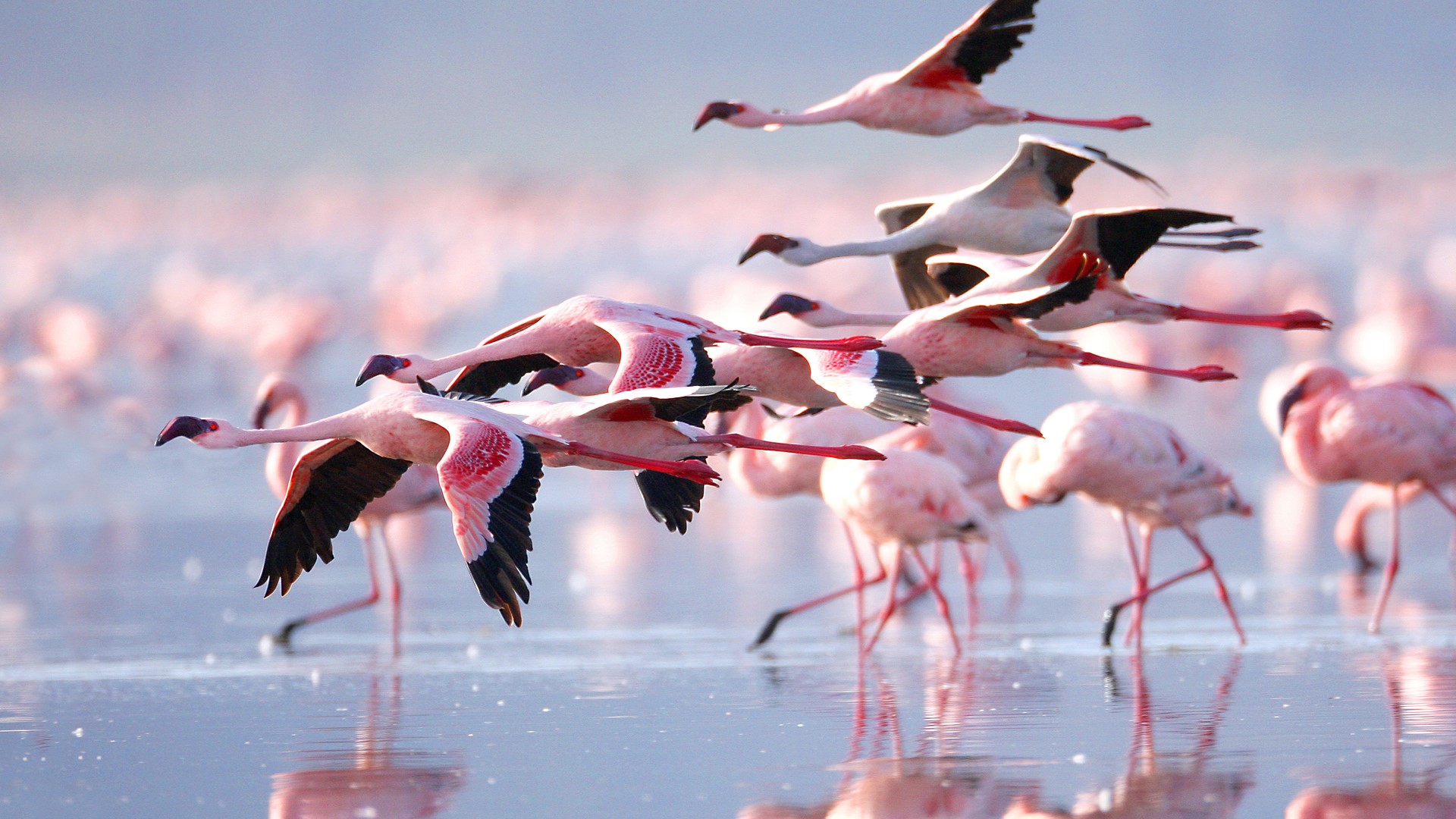 Wildlife diversity