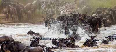 masai_mara_migration__banner