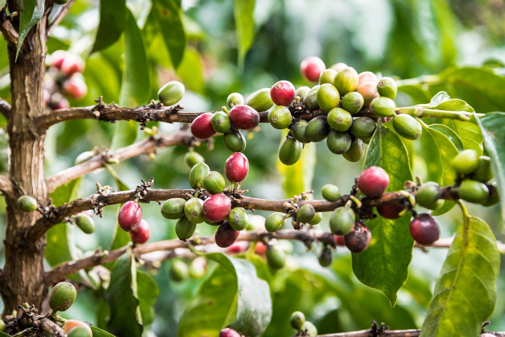 Coffee Origin Tours