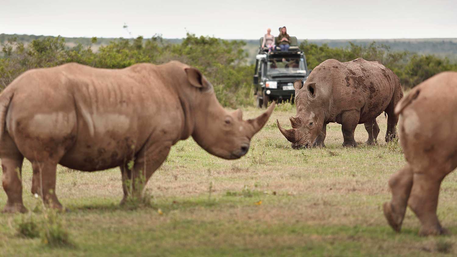 Solio Rhino
