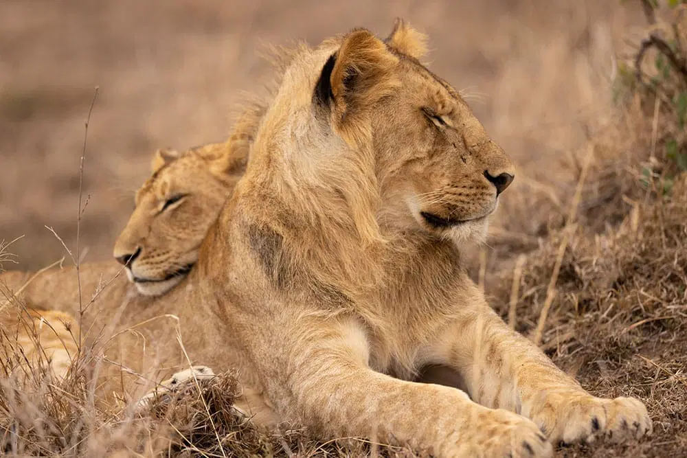 Maasai Mara Photography