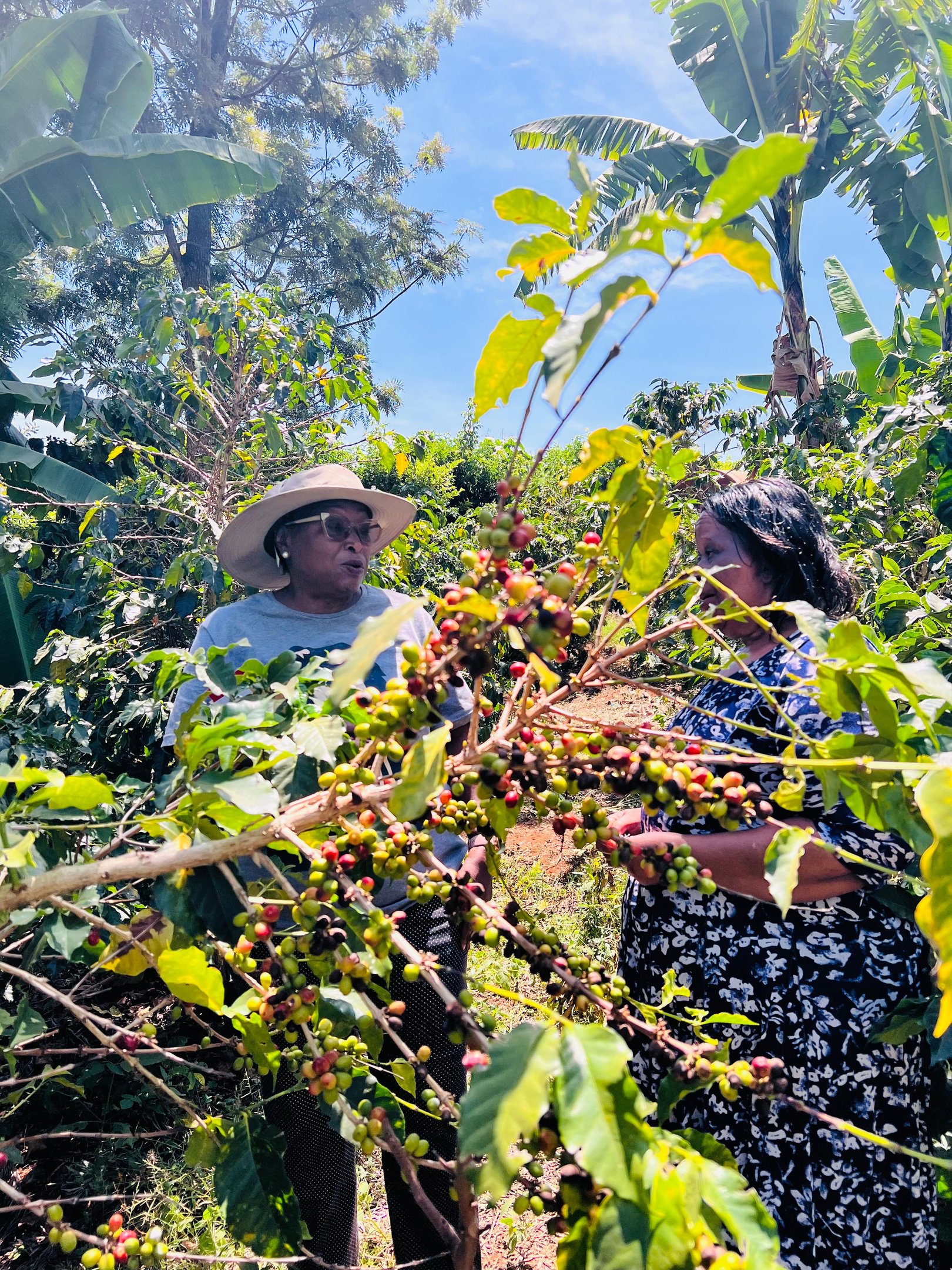 Coffee Highlands