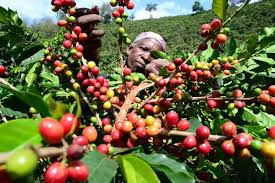 Best Kenya Safari and Coffee Tour Experiences for 2027 20 Coffee picking