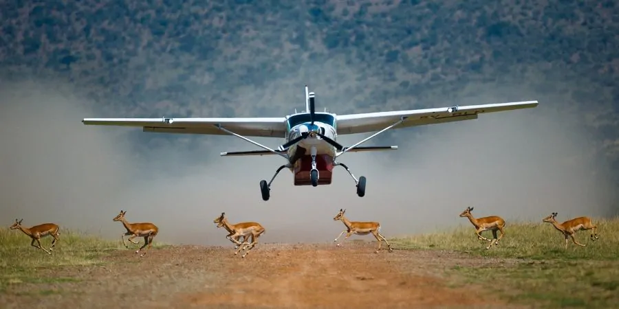 Luxury Safari