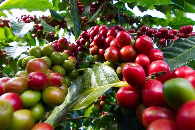 Coffee Farm Landscape