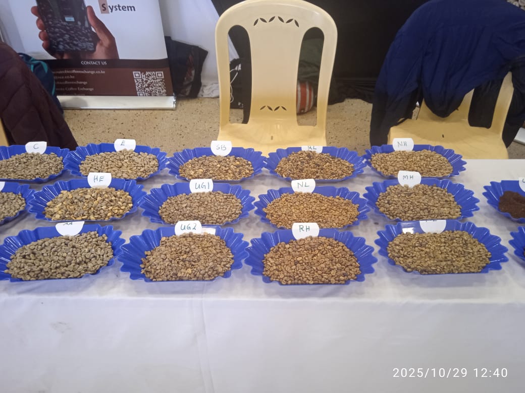 Cupping