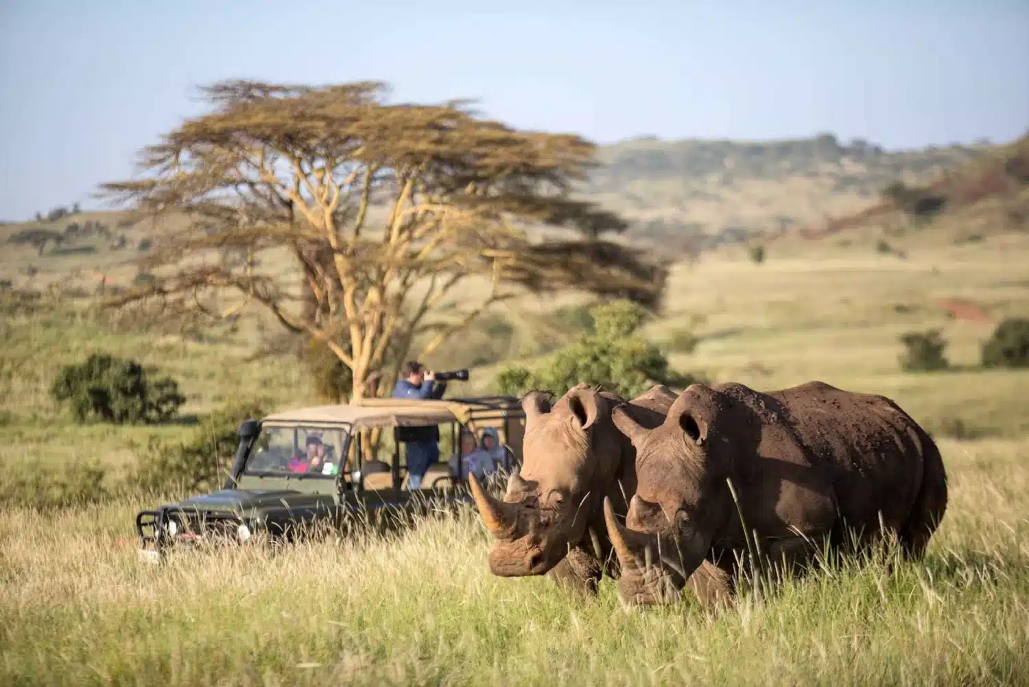 Lion Safari