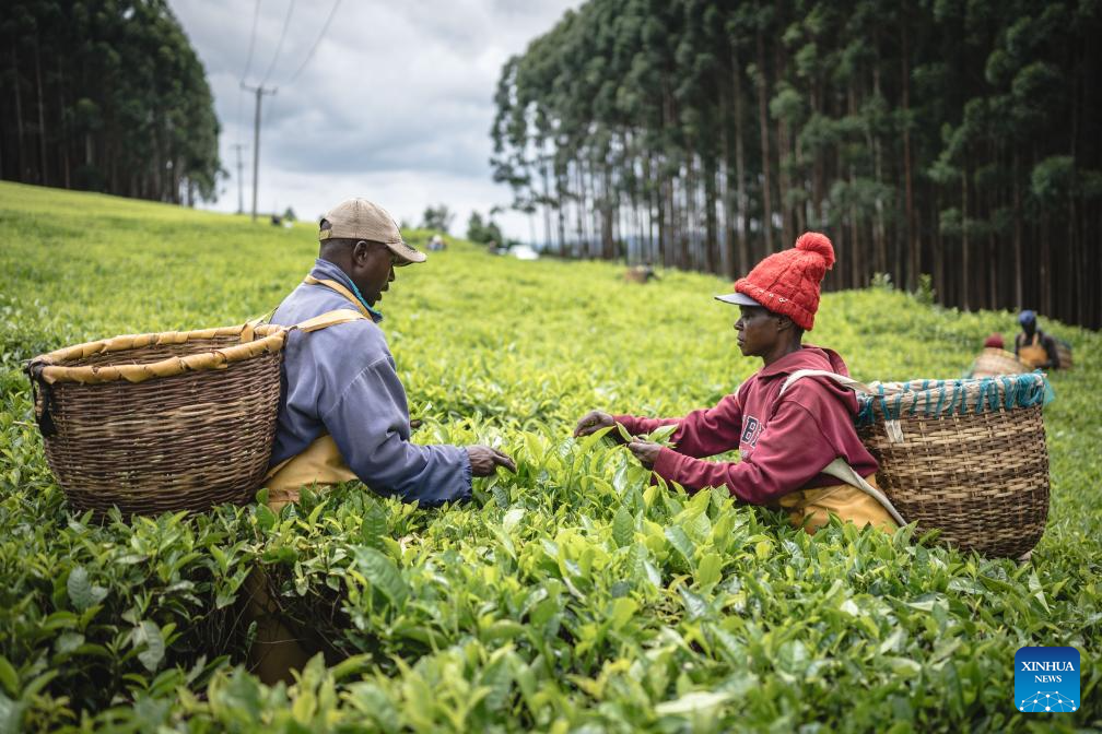Kericho Tea Estates