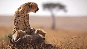 Cheetah2