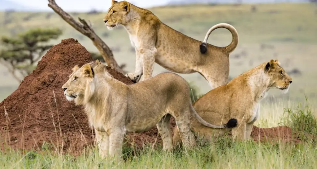 Masai Mara lion